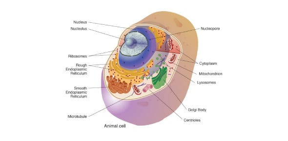 Answer Following Biology Of Cell Membrane Flashcards